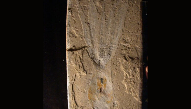 Keuppia levante one of the new species of fossil octopus discovered in Cretaceous rocks in Lebanon 1